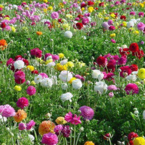 זר פרחי שדה בחירת המעצב (תמונה להמחשה)